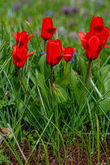 Early Tulipa Kaufmanniana Regel in bloom in spring garden