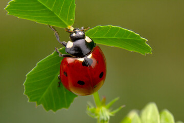 Beautiful ladybug on leaf defocused background