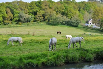 Fototapeta premium Beautiful horses in a field along the Guindy river-Brittany France
