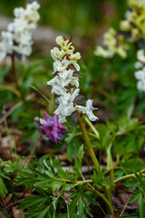 Corydalis cava in bloom in spring garden