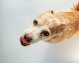 cute red puppy dog on white background