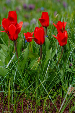 Tulipa Kaufmanniana Regel in bloom in spring garden