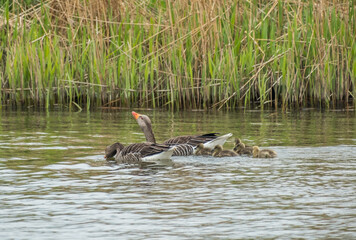 A pair of greylag geese (anser anser) with new born goslings on the River Bure, Norfolk Broads