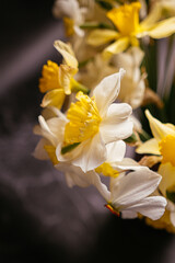 Obraz premium yellow daffodil flower