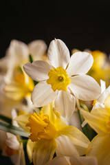 Obraz na płótnie Canvas daffodils on black