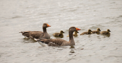 A male greylag goose watching over and protecting its mate and new born goslings on the River Bure, Norfolk Broads with close and selective focus