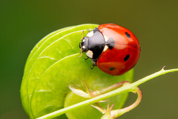 Beautiful ladybug on leaf defocused background