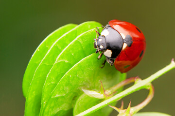 Beautiful ladybug on leaf defocused background