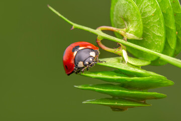Beautiful ladybug on leaf defocused background