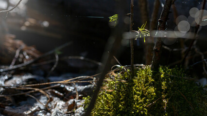 Forest microcosm in early spring, green moss under a narrow sunbeam, defocus lights, background, selective focus.