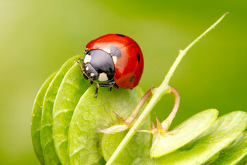 Beautiful ladybug on leaf defocused background