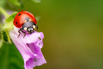 Beautiful ladybug on leaf defocused background