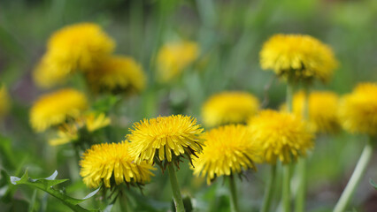 dandelions in the grass