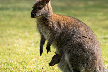 Naklejka na ściany i meble kangaroo with a baby kangaroo tucked in her bag, Osphranter rufus, red kangaroo