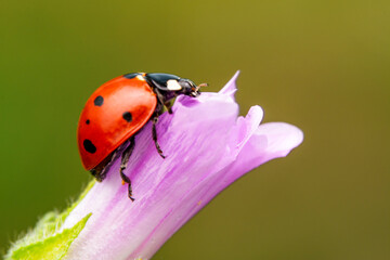 Beautiful ladybug on leaf defocused background