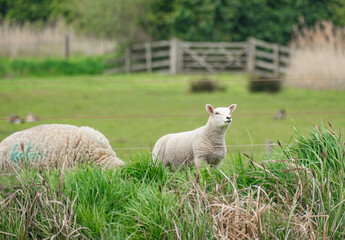 Naklejka premium Flock of sheep grazing on fresh green grass in the Norfolk countryside