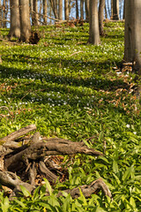forest with ramson plants in spring