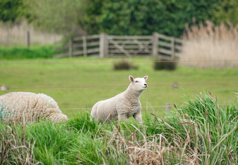 Flock of sheep grazing on fresh green grass in the Norfolk countryside