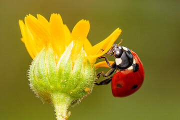 Beautiful ladybug on leaf defocused background