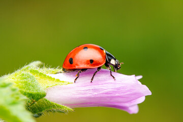 Beautiful ladybug on leaf defocused background