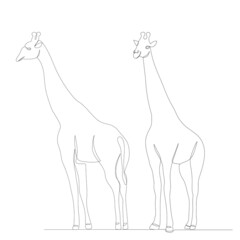 giraffe drawing by one continuous line, vector