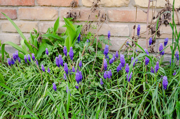 Muscari armeniacum or grape hyacinth