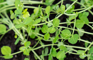 Obraz na płótnie Canvas Growing microgreens in container at home. Isolated on background. Gardener planting young seedlings of parsley in vegetable garden or laboratory. Home gardening. Growing healthy food concept.