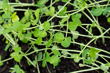 Growing microgreens in container at home. Isolated on background. Gardener planting young seedlings of parsley in vegetable garden or laboratory.  Home gardening. Growing healthy food concept.