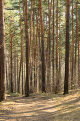 Autumn forest nature. Vivid morning in colorful forest with sun rays through branches of trees. Scenery of nature with sunlight
