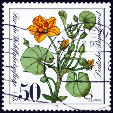 Postage stamp Germany 1981 floating heart, aquatic plant