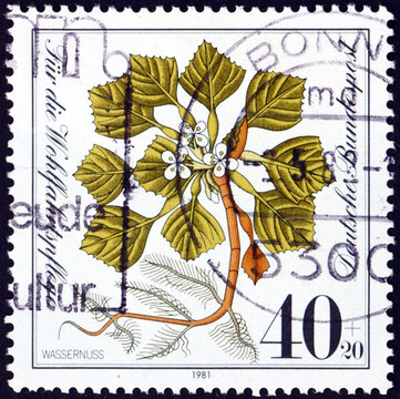 Postage stamp Germany 1981 trapa natans, aquatic plant