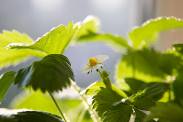 strawberries bloom on the windowsill