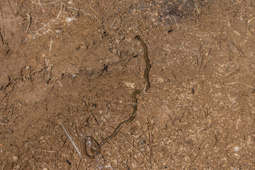 Arrowhead or hammerhead flatworm