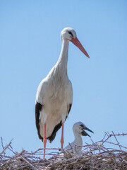 Adult white stork and small hatchlings (Zigoñino) that poke their heads above the nest anxiously await the arrival of the other parent with food on a sunny day and a blue sky in the background © Fernando