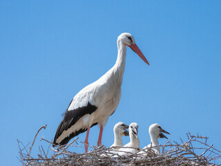 Adult white stork and three small hatchlings (Zigoñino) that poke their heads above the nest anxiously await the arrival of the other parent with food on a sunny day and a blue sky in the background