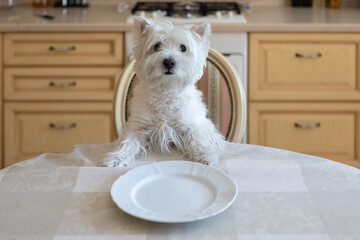 White dog West White Terrier sits at the dining table in the kitchen in front of an empty plate