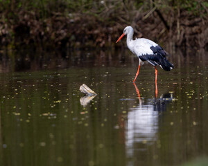 Fototapeta na wymiar polish stork wades through shallow water
