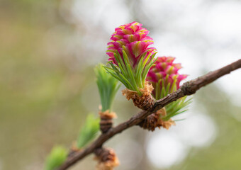 European Larch (Larix decidua) with female flowers close up in early spring