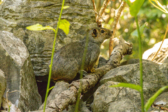 Moc&oacute; animal, scientific name Kerodon rupestris, in the city of Januaria, State of Minas Gerais, Brazil
