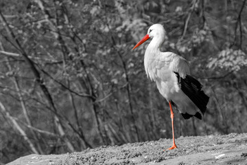 Polish stork with red beak stands on one red leg in shallow water, black and white background