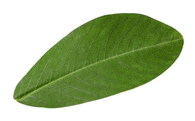 Green leaf from peanuts