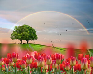  red  tulip flowers on  field   sunset  rainbow  blue sky with pink clouds  green tree   summer  holiday