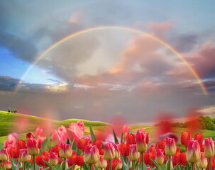  red  tulip flowers on  field   sunset  rainbow  blue sky with pink clouds  green tree   summer  holiday