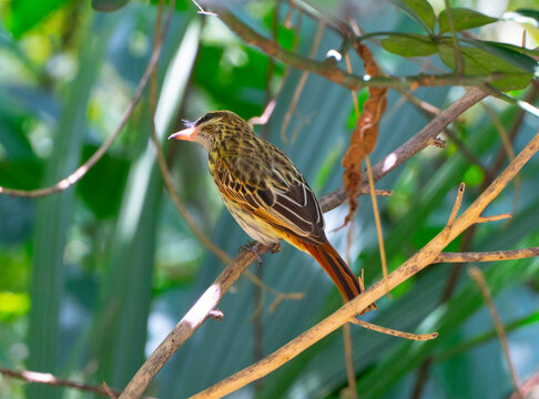 gorri&oacute;n com&uacute;n (Passer domesticus), tambi&eacute;n llamado pardal o chilero, es una especie de ave paseriforme de la familia Passeridae.