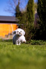 A portrait of a white boomer dog breed. The tiny domestic animal is playing and happily running around on a grass lawn in a yard with a ball in its mouth.