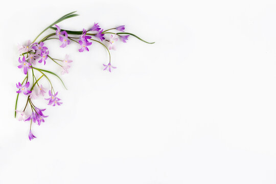 creative flatlay, a bouquet of delicate purple chionodox flowers, glory of the snow, a bouquet on a white background. High quality photo