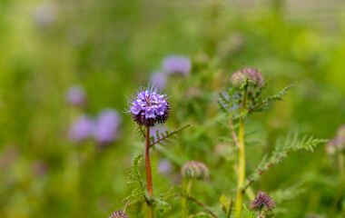plants and flowers as background