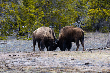 Head Butting Bison