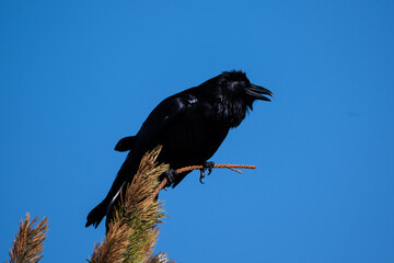 Crow On Tree