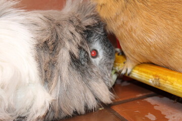 Obraz premium My Cats and Guinea Pigs